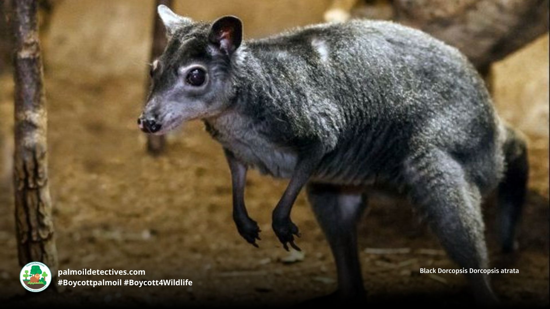 Black Dorcopsis Dorcopsis atrata