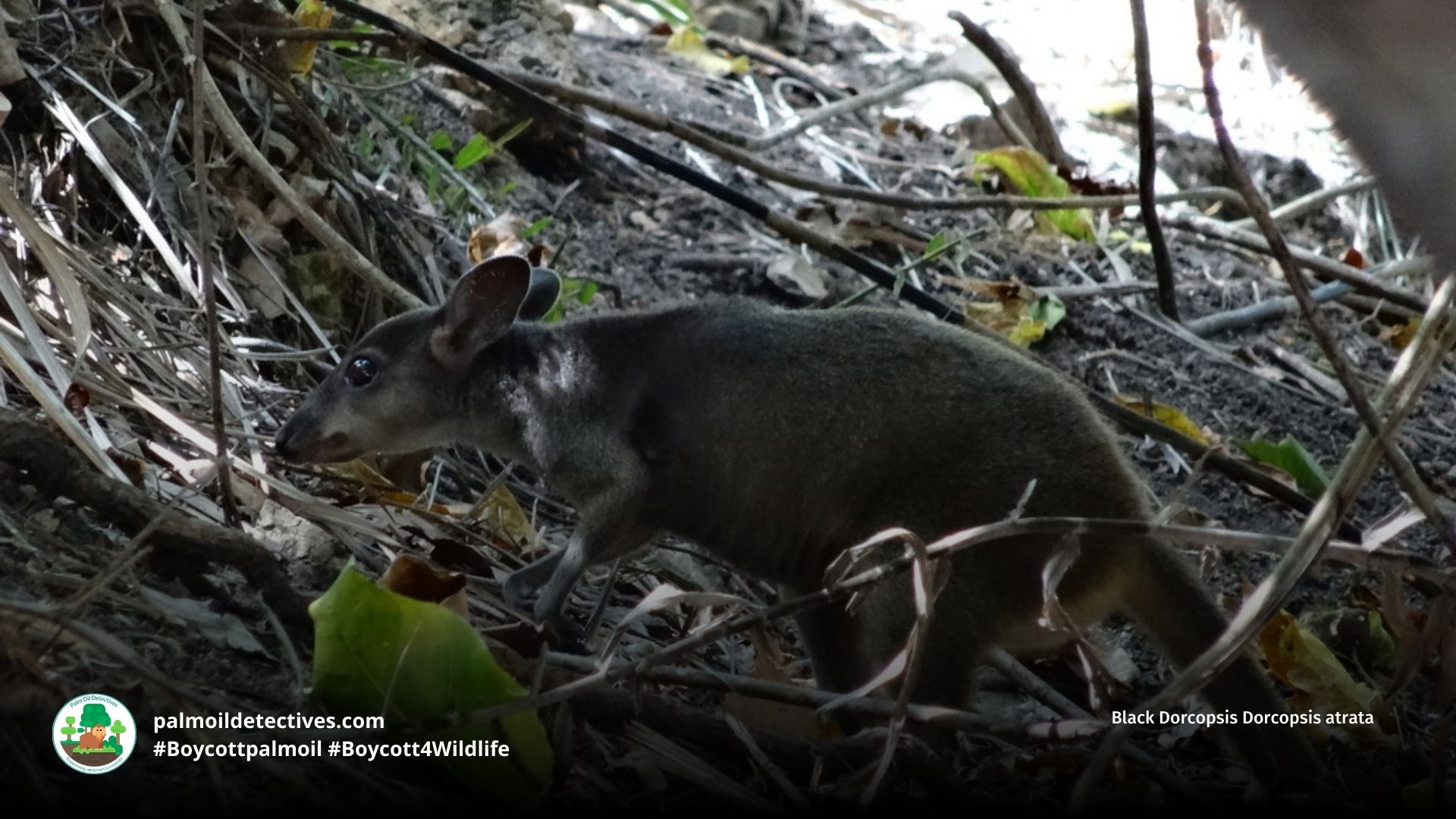 Black Dorcopsis Dorcopsis atrata