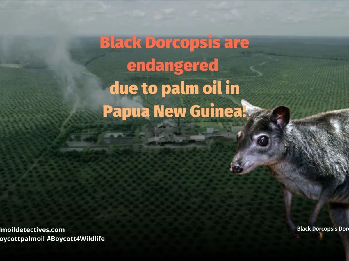 Black Dorcopsis Dorcopsis&nbsp;atrata