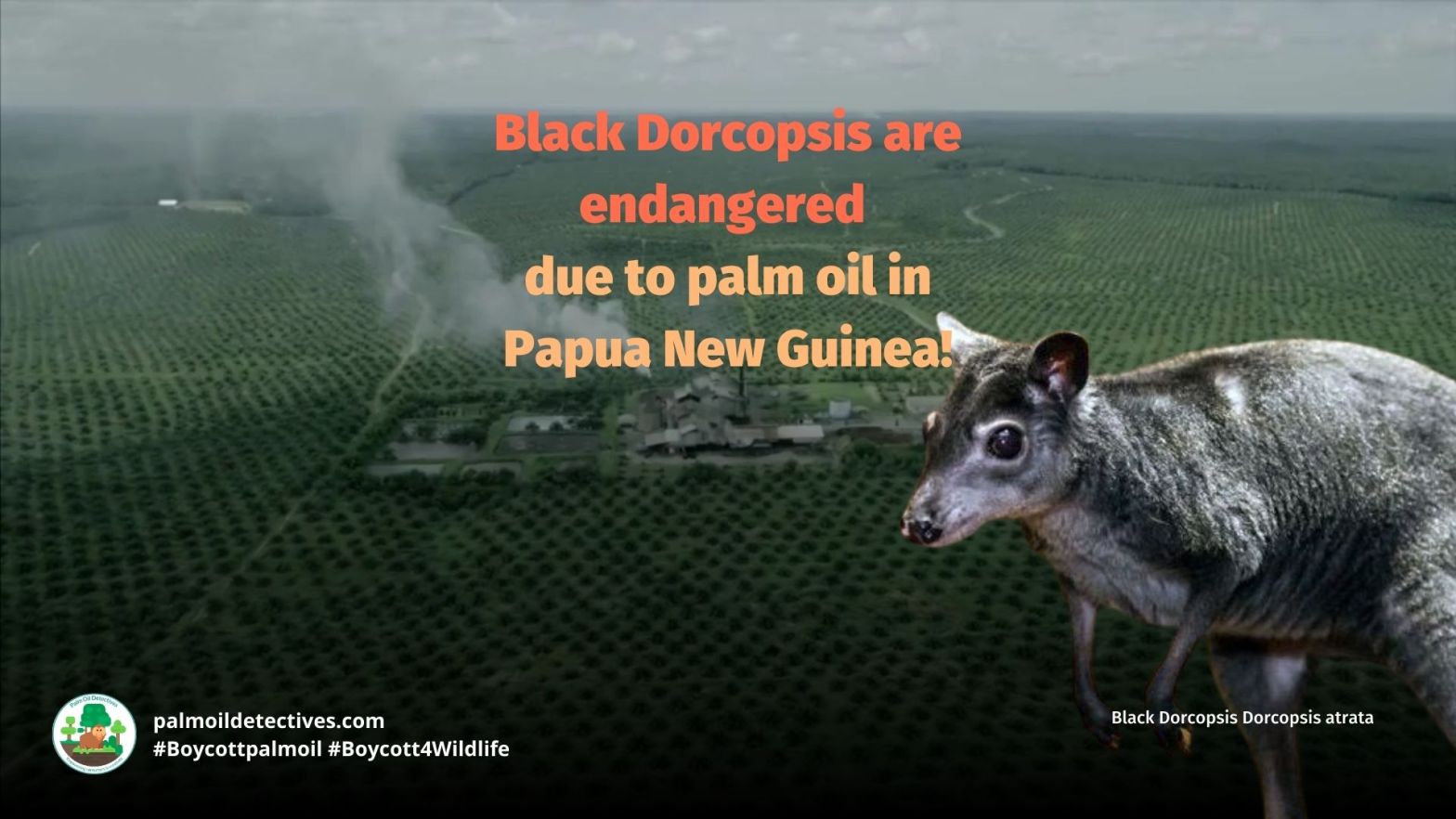 Black Dorcopsis Dorcopsis atrata palm oil is a major threat