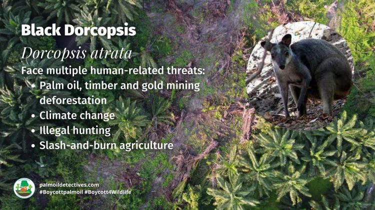 Black Dorcopsis Dorcopsis atrata