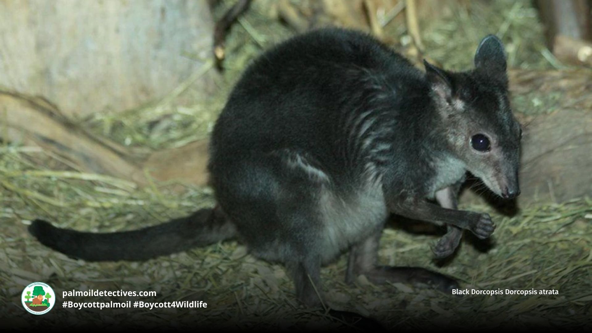 Black Dorcopsis Dorcopsis atrata