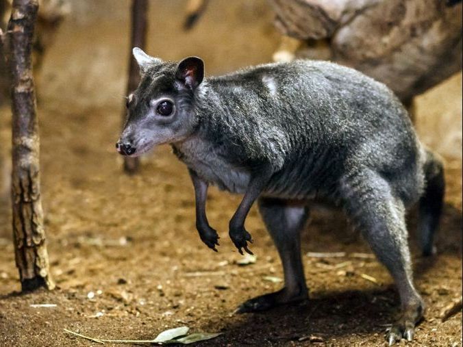 Black Dorcopsis Dorcopsis atrata