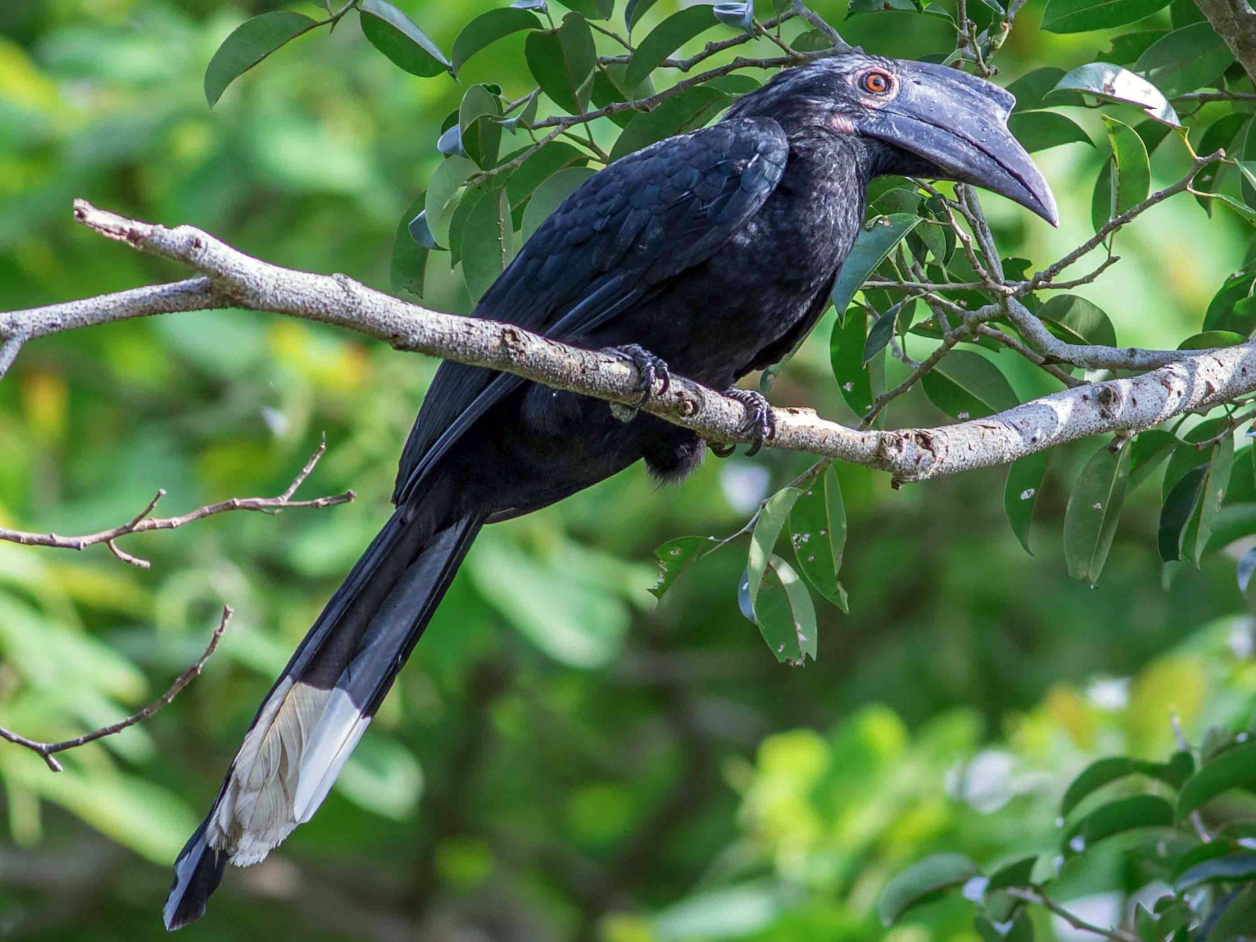 Black Hornbill Anthracoceros malayanus