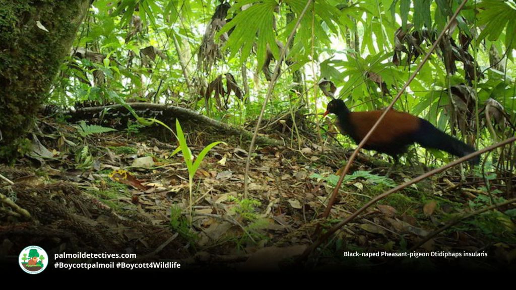 Black-naped Pheasant-pigeon Otidiphaps insularis 