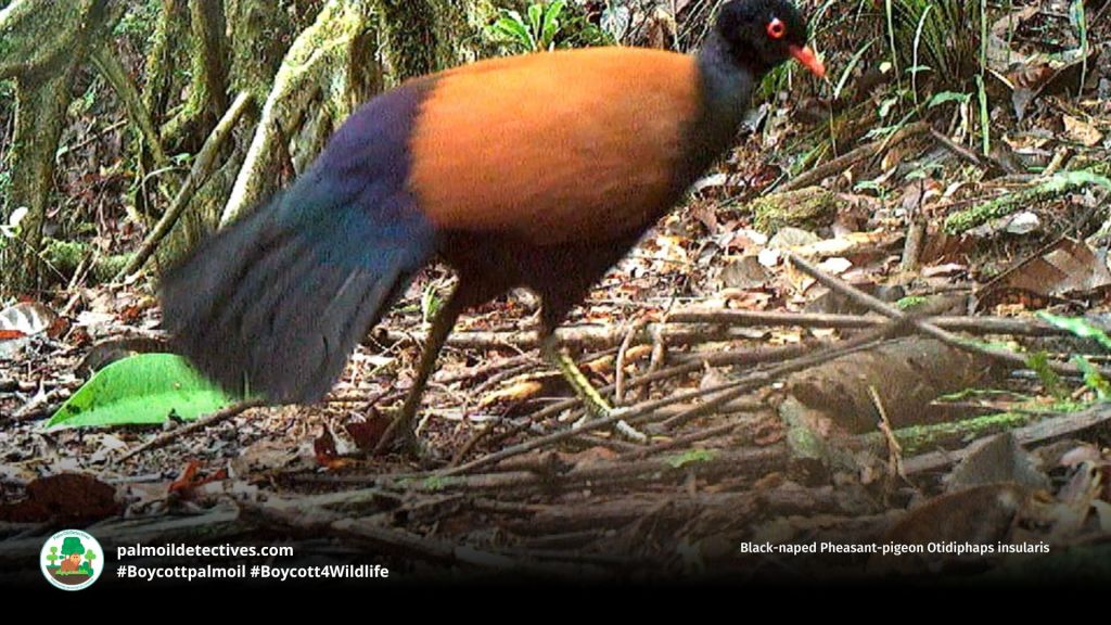 Black-naped Pheasant-pigeon Otidiphaps insularis 