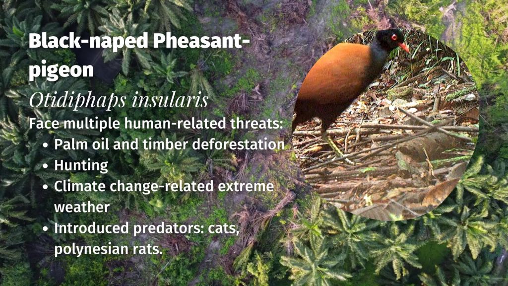Black-naped Pheasant-pigeon Otidiphaps insularis threats 