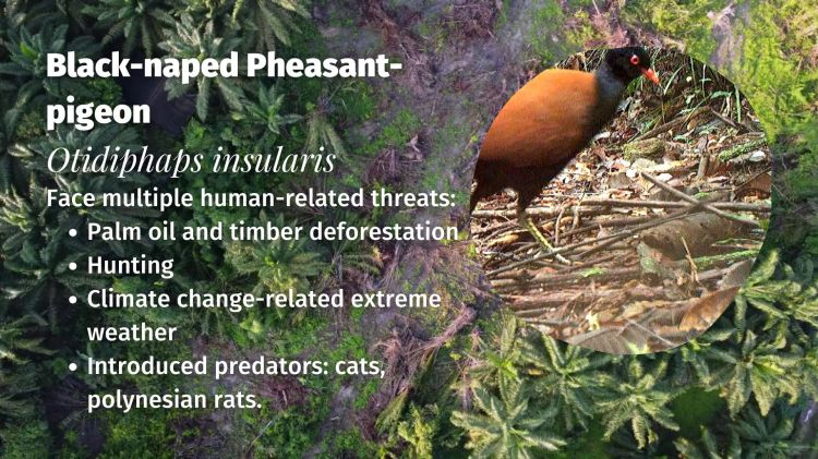Black-naped Pheasant-pigeon Otidiphaps insularis threats
