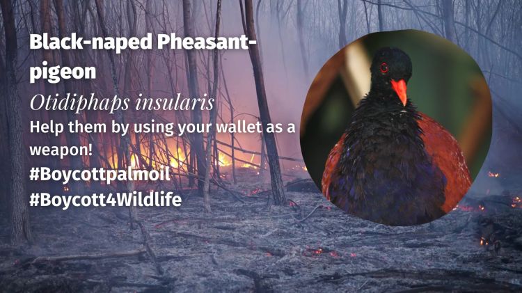 Black-naped Pheasant-pigeon Otidiphaps insularis boycott palm oil