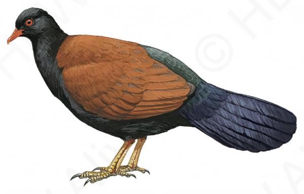 Black-naped Pheasant-pigeon Otidiphaps insularis