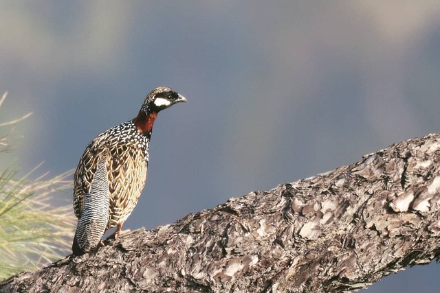 Black Partridge Melanoperdix niger