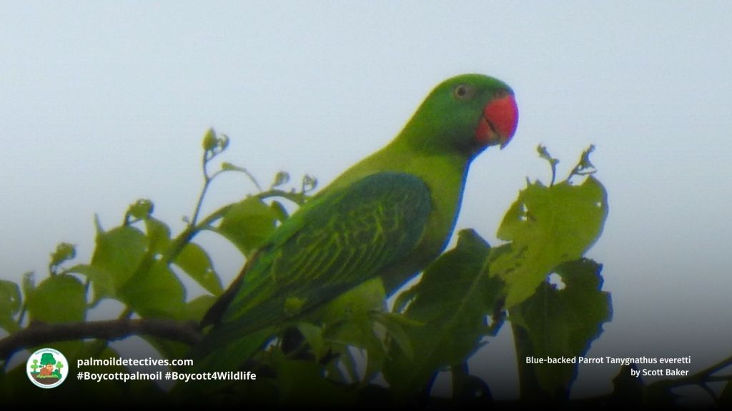 Blue-backed Parrot Tanygnathus everetti