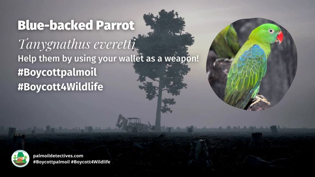 Blue-backed Parrot Tanygnathus everetti boycott 