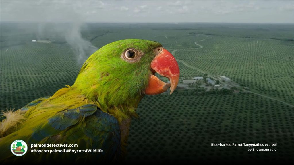Blue-backed Parrot Tanygnathus everetti
