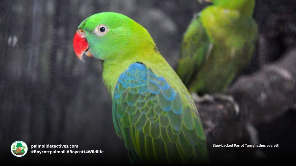 Blue-backed Parrot Tanygnathus everetti