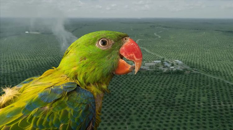 Blue-backed Parrot Tanygnathus everetti