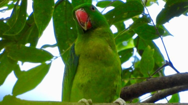 Blue-backed Parrot Tanygnathus everetti