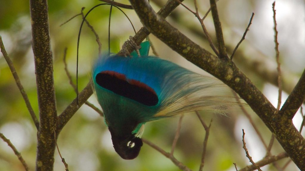 Blue Bird-of-paradise Paradisornis rudolphi