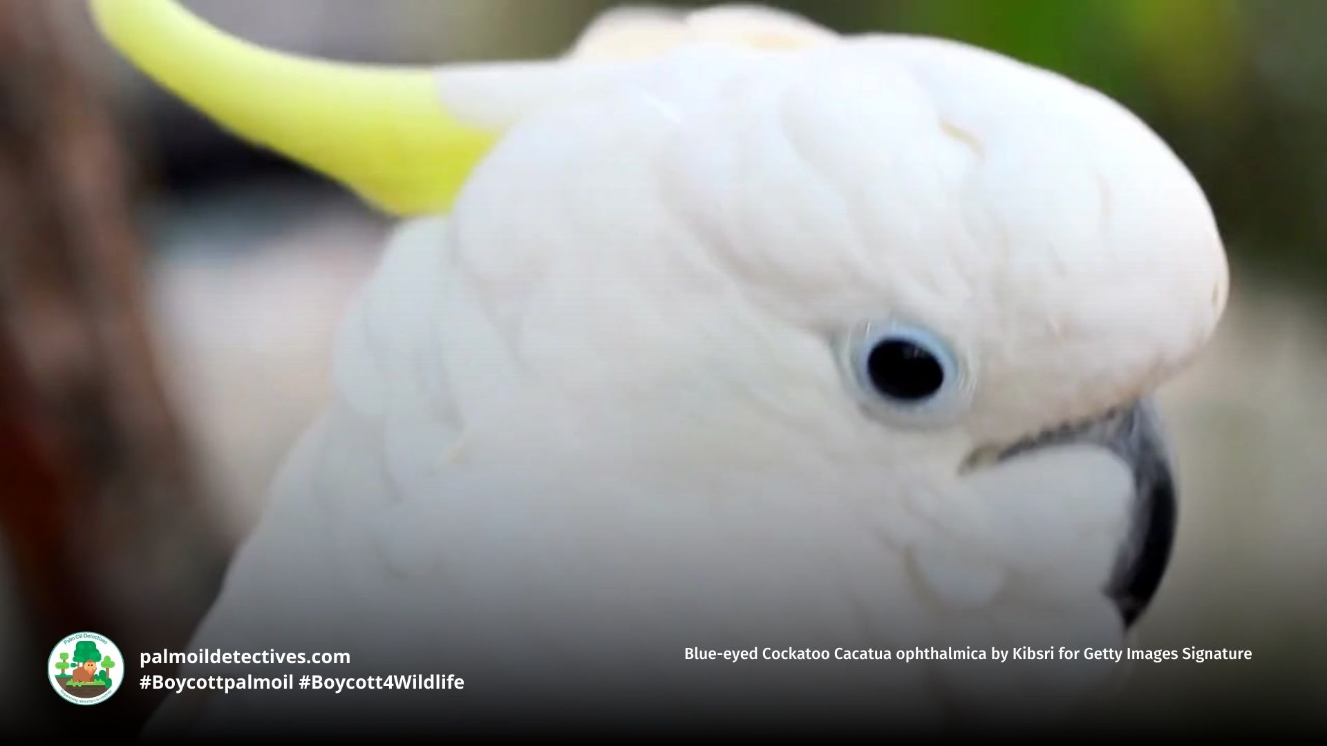 Blue-eyed Cockatoo Cacatua ophthalmica
