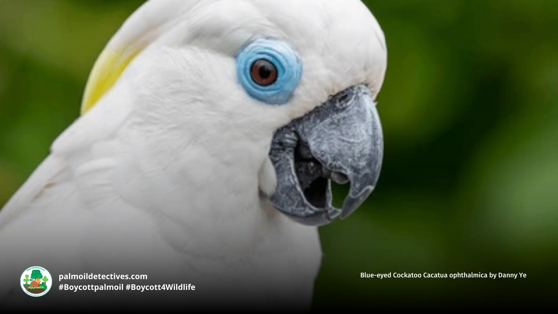 Blue-eyed Cockatoo Cacatua ophthalmica
