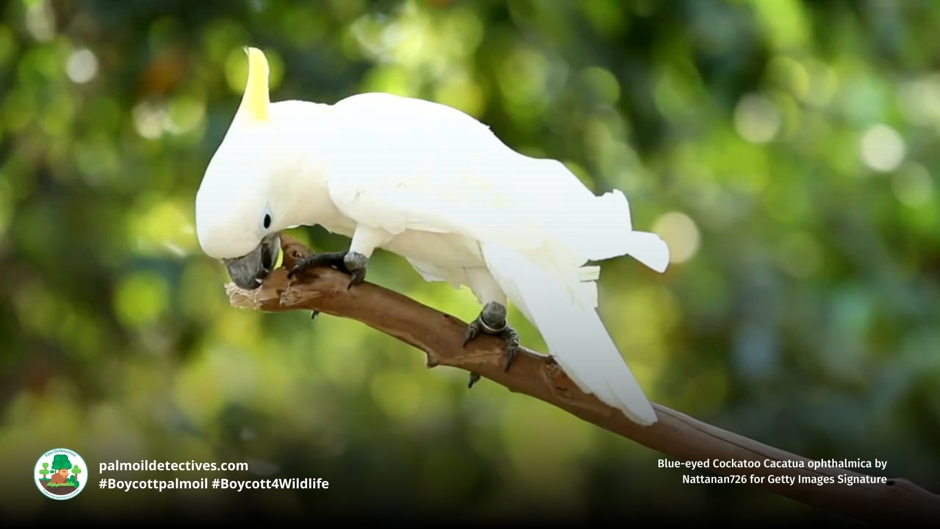Blue-eyed Cockatoo Cacatua ophthalmica on branch