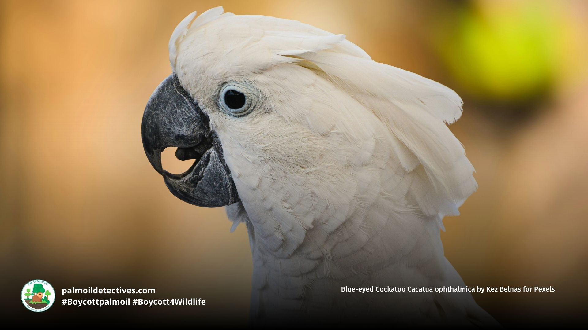 Blue-eyed Cockatoo Cacatua ophthalmica up close