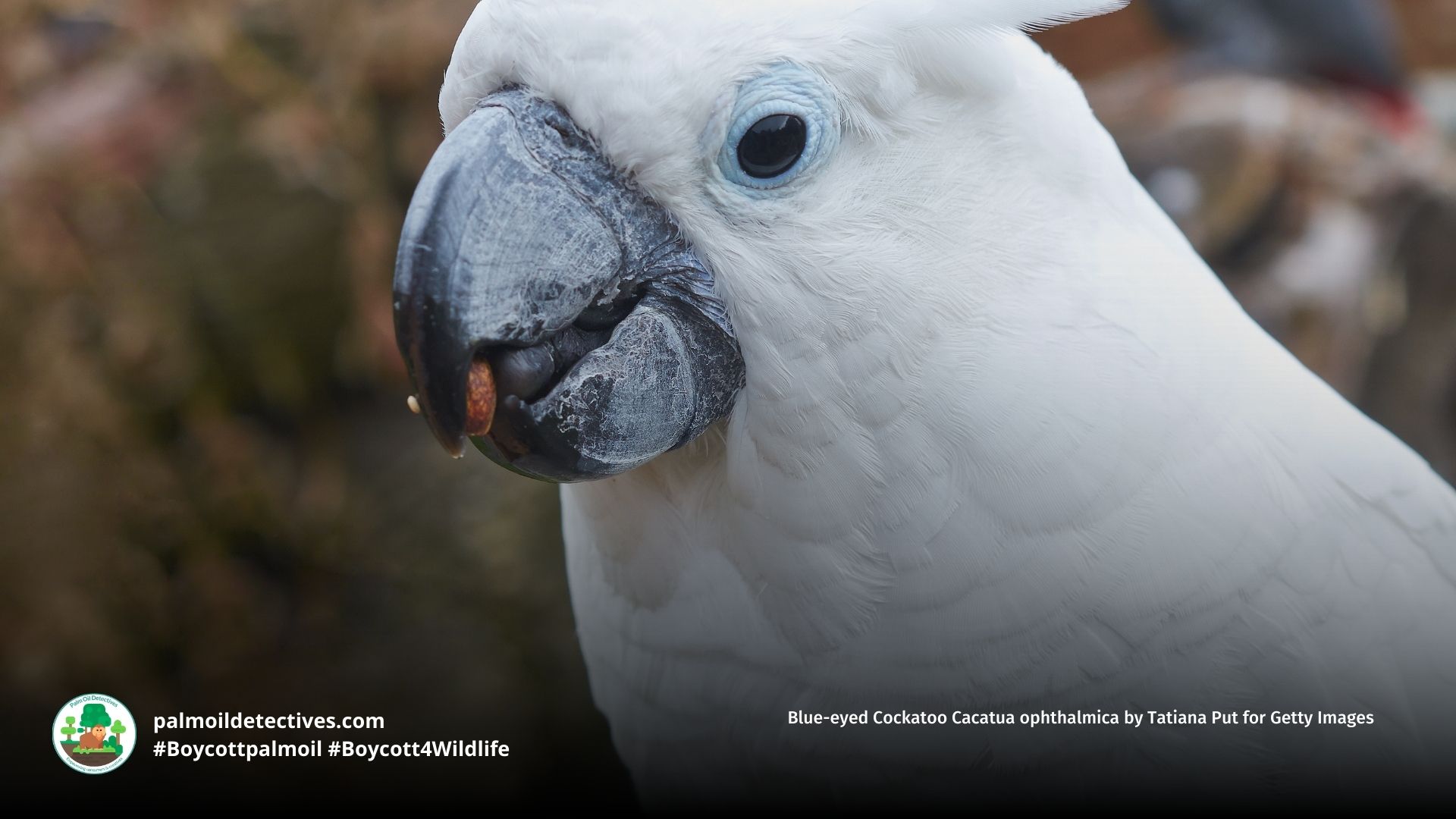 Blue-eyed Cockatoo Cacatua ophthalmica eating nuts