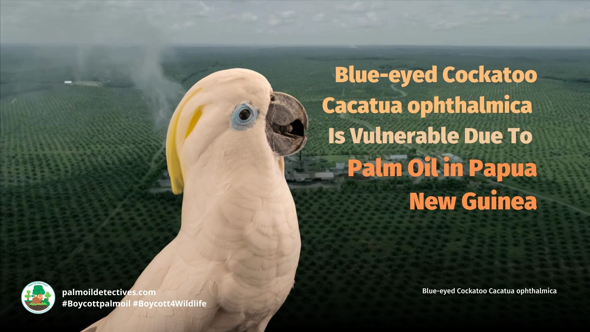 Blue-eyed Cockatoo Cacatua ophthalmica are endangered by palm oil