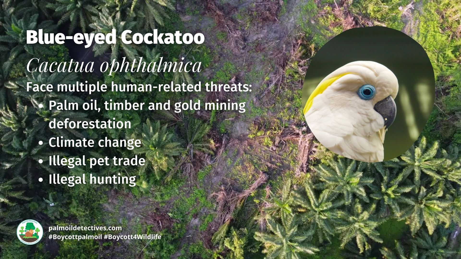 Blue-eyed Cockatoo Cacatua ophthalmica threats