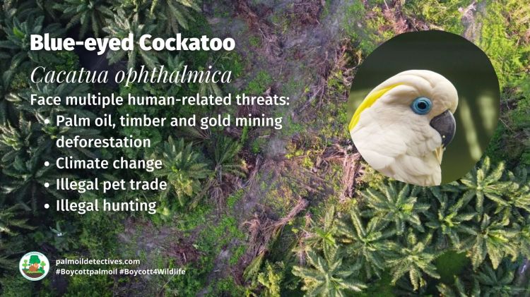 Blue-eyed Cockatoo Cacatua ophthalmica threats