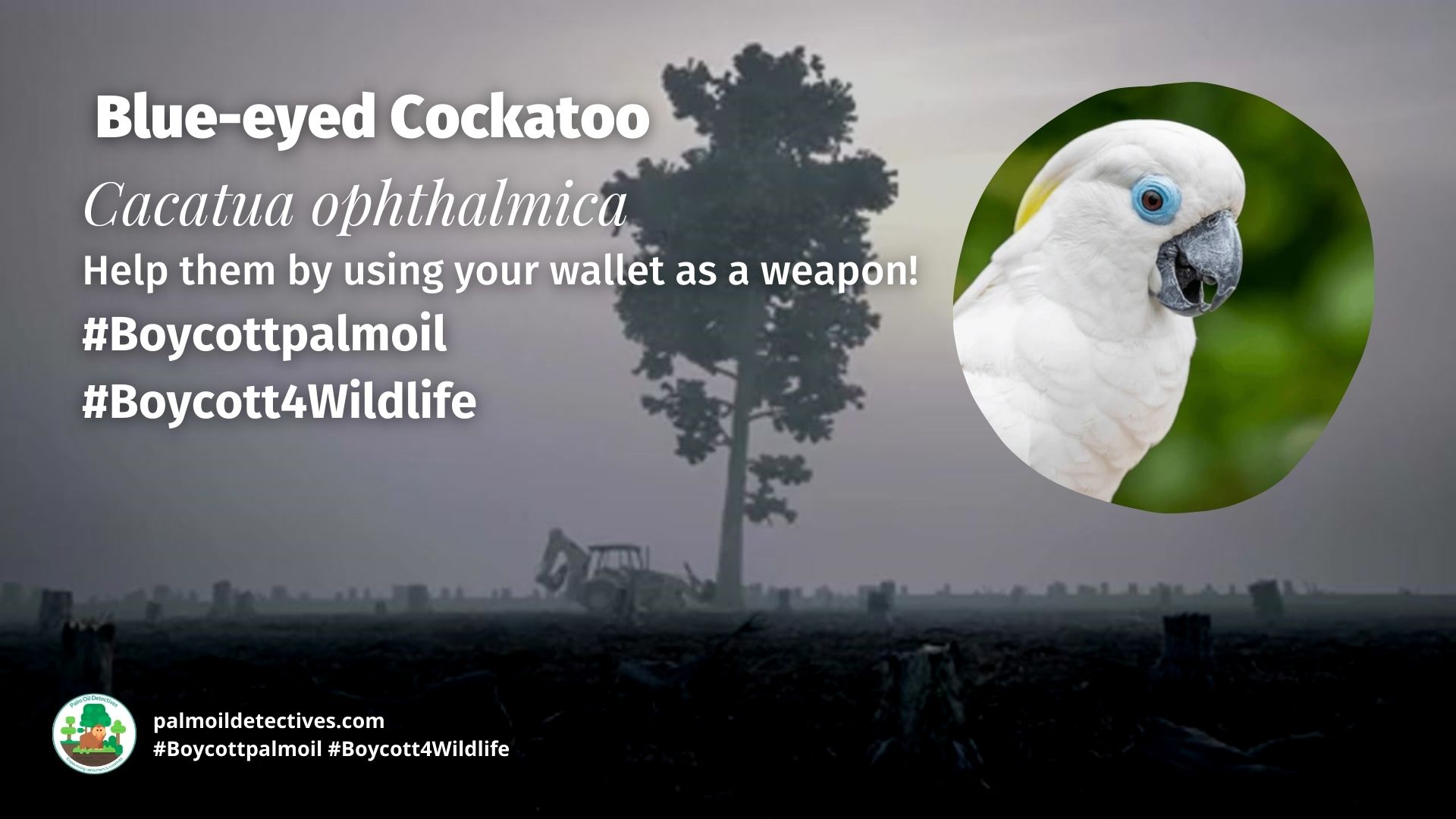 Blue-eyed Cockatoo Cacatua ophthalmica boycott for them