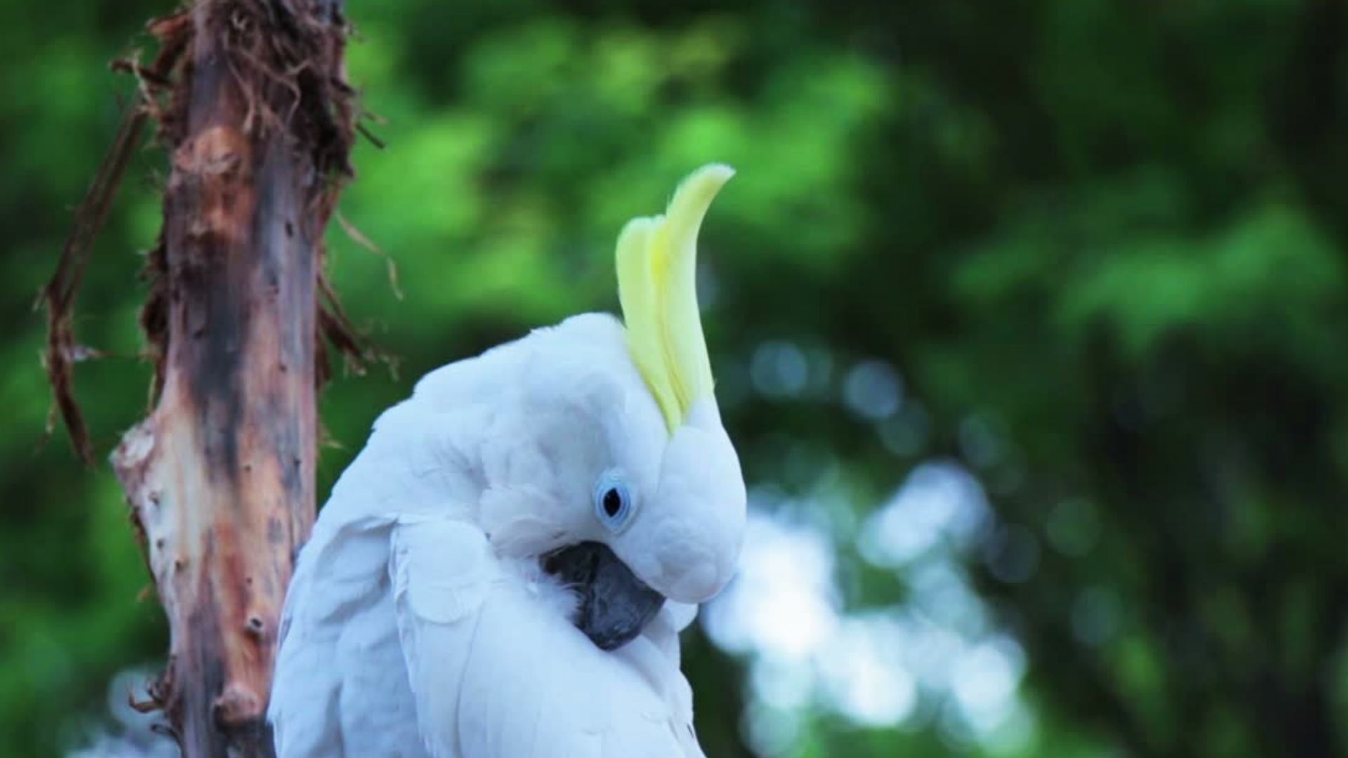 Blue Eyed Cockatoo Cacatua Ophthalmica - Papua New Guinea