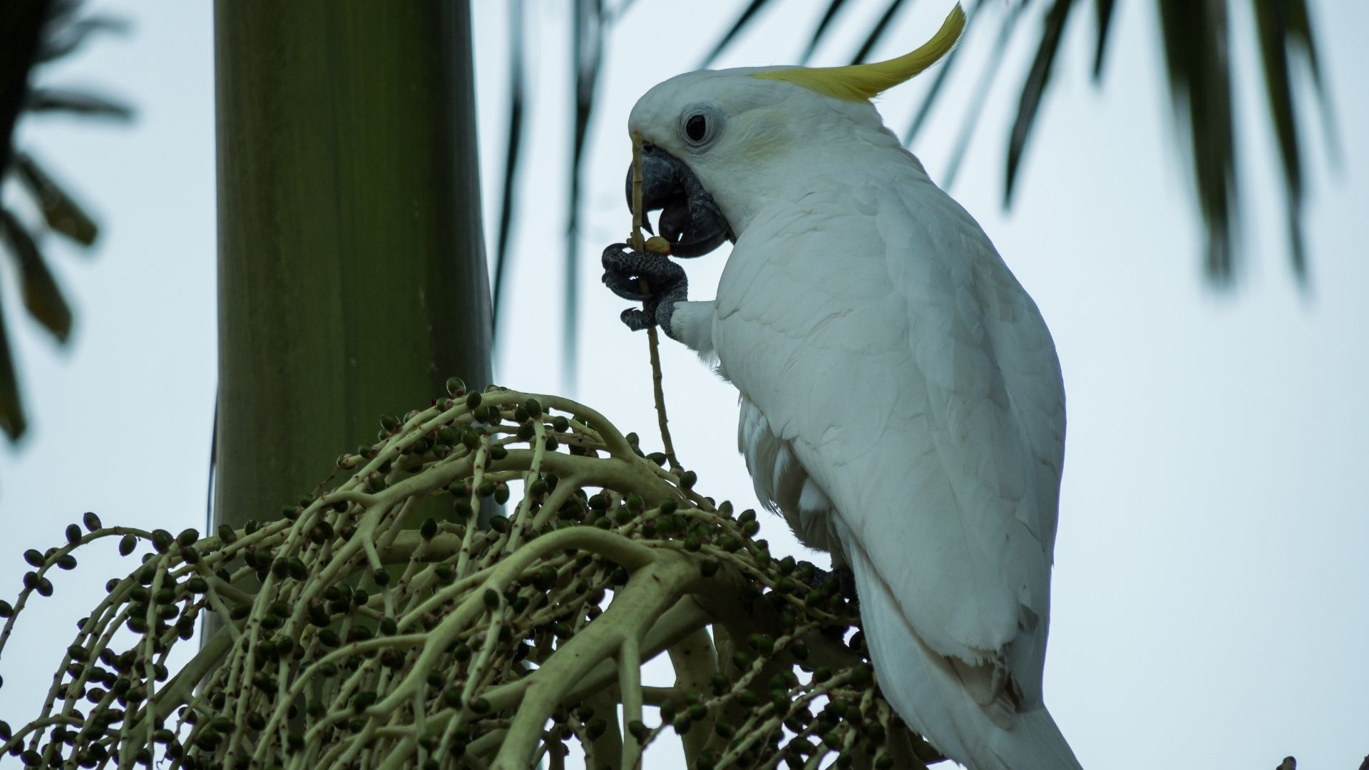 Blue Eyed Cockatoo Cacatua Ophthalmica - Papua New Guinea