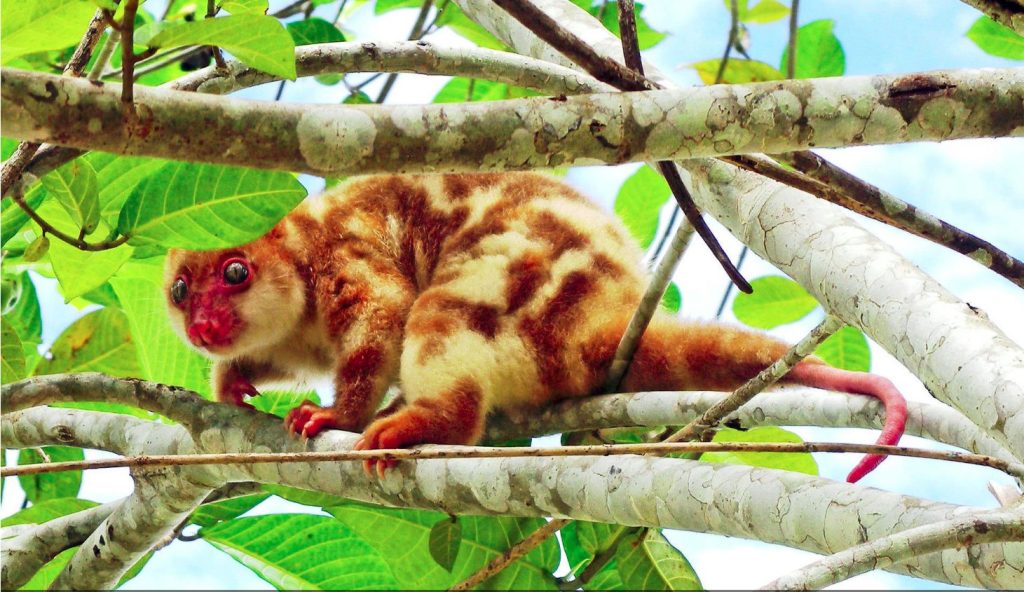 Blue-eyed Spotted Cuscus Spilocuscus wilsoni