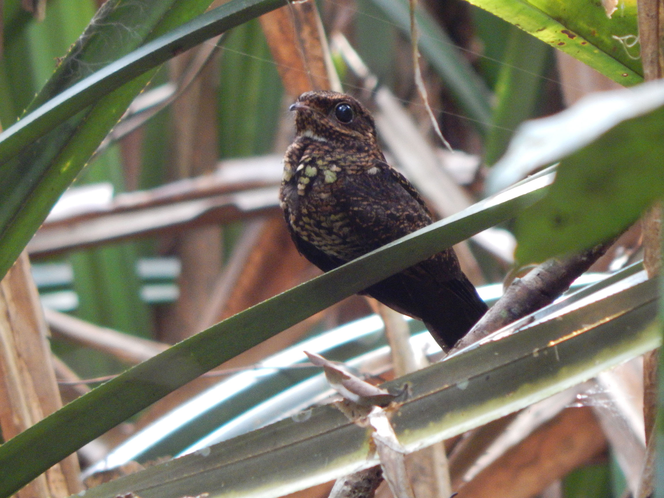 Bonaparte's Nightjar Caprimulgus concretus