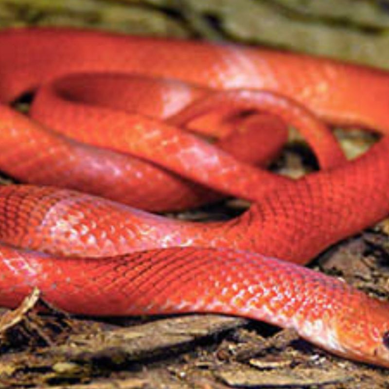 Boo-Liat’s Kukri Snake Oligodon&nbsp;booliati
