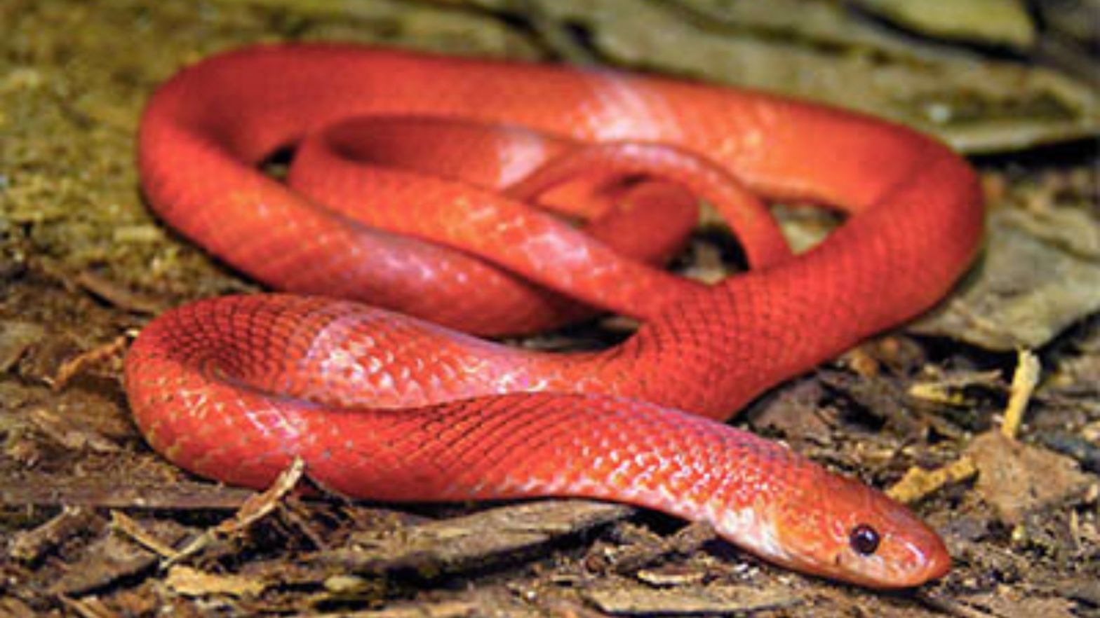Boo-Liat's Kukri Snake Oligodon booliati