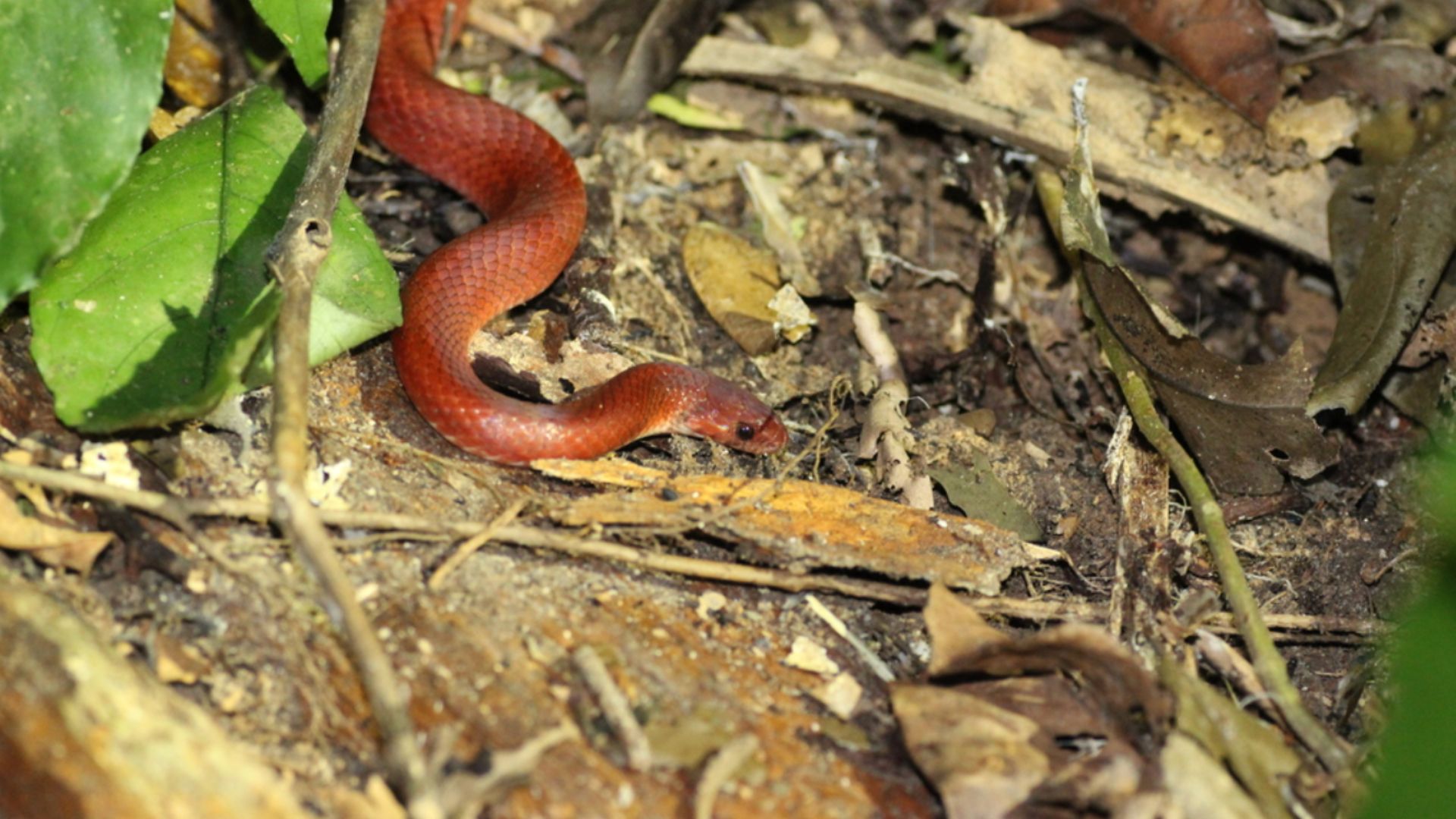 Boo-Liat's Kukri Snake Oligodon booliati