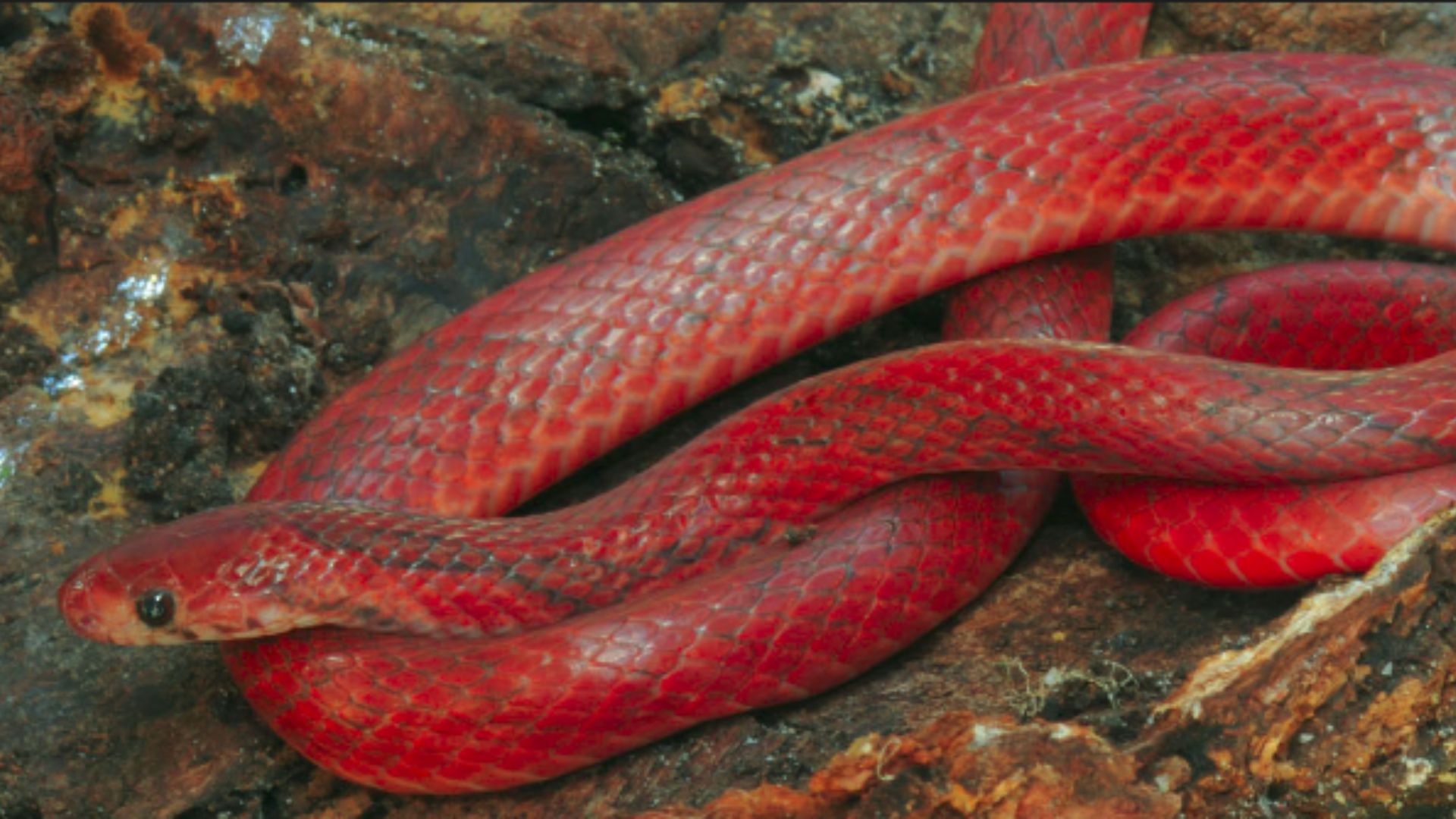 Boo-Liat's Kukri Snake Oligodon booliati