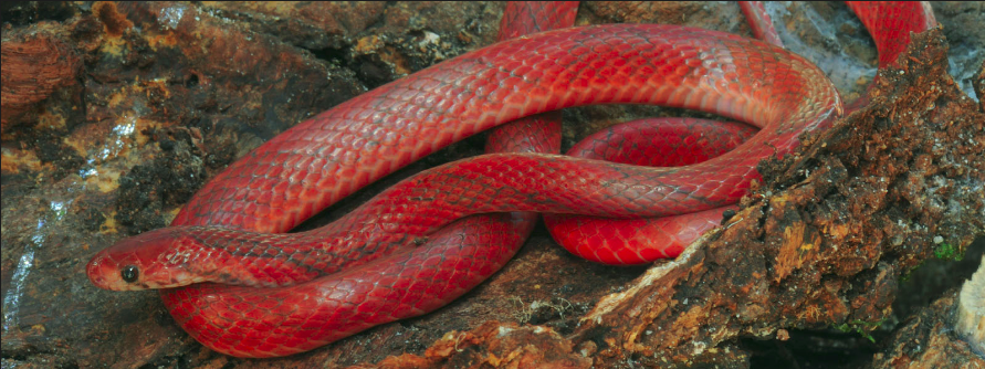 Boo-liat's Kukri Snake Oligodon booliati