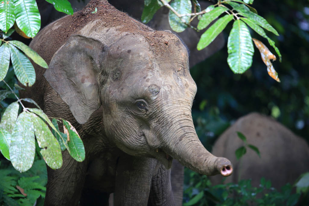 Borneo Pygmy Elephant Elephas maximus borneensis