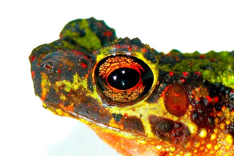 Colourful Bornean Rainbow Toad (Ansonia latidisca) sitting on a leaf in a rainforest habitat