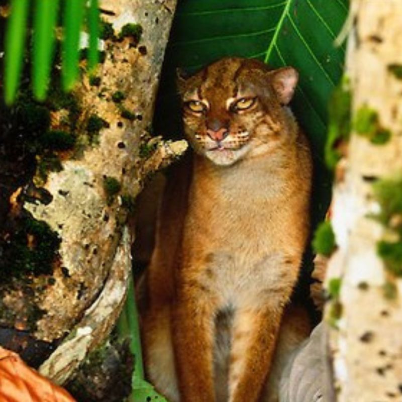 Borneo Bay Cat Catopuma&nbsp;badia