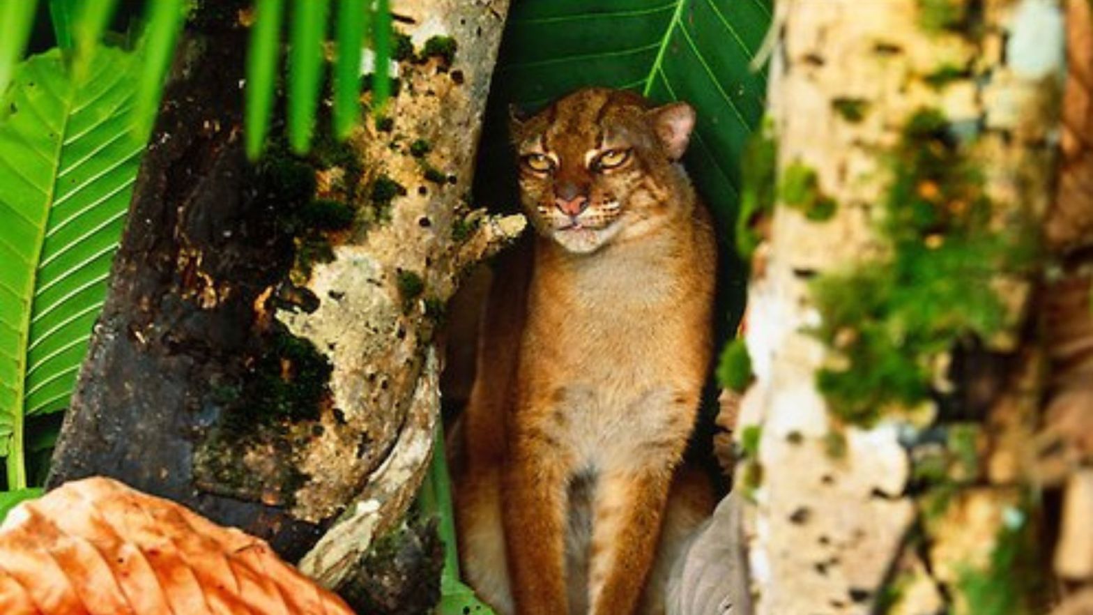 Borneo Bay Cat Catopuma badia