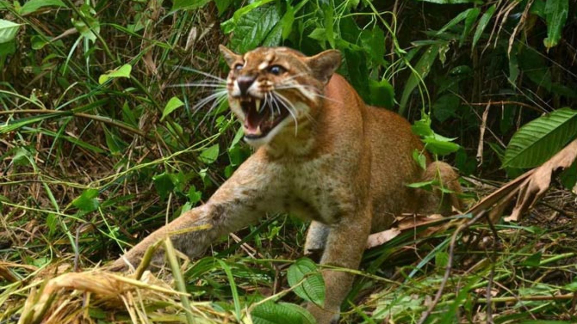 Borneo Bay Cat Catopuma badia