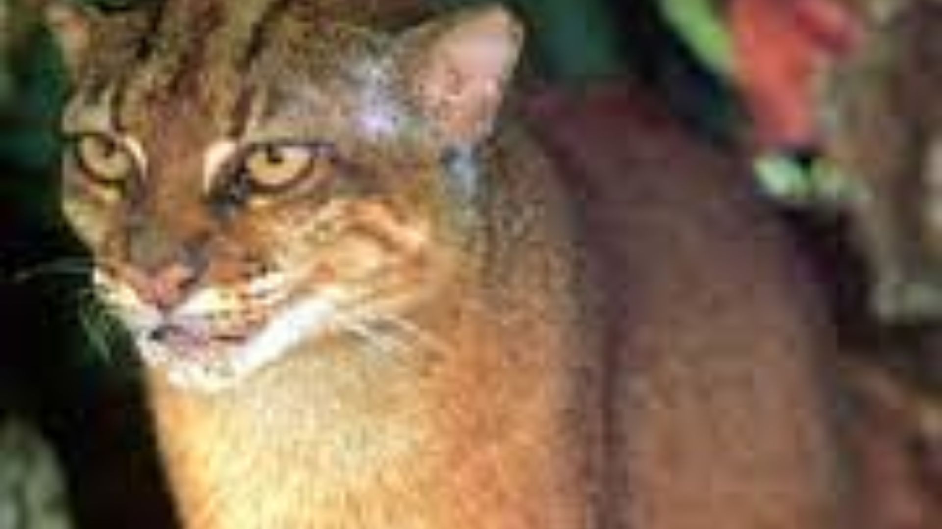 Borneo Bay Cat Catopuma badia