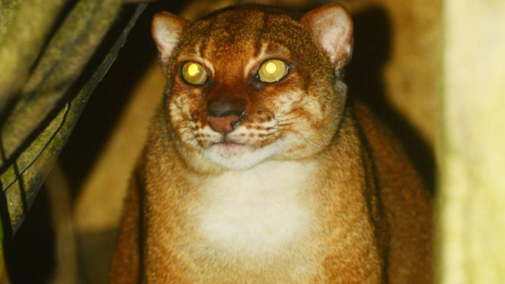 Borneo Bay Cat Catopuma badia