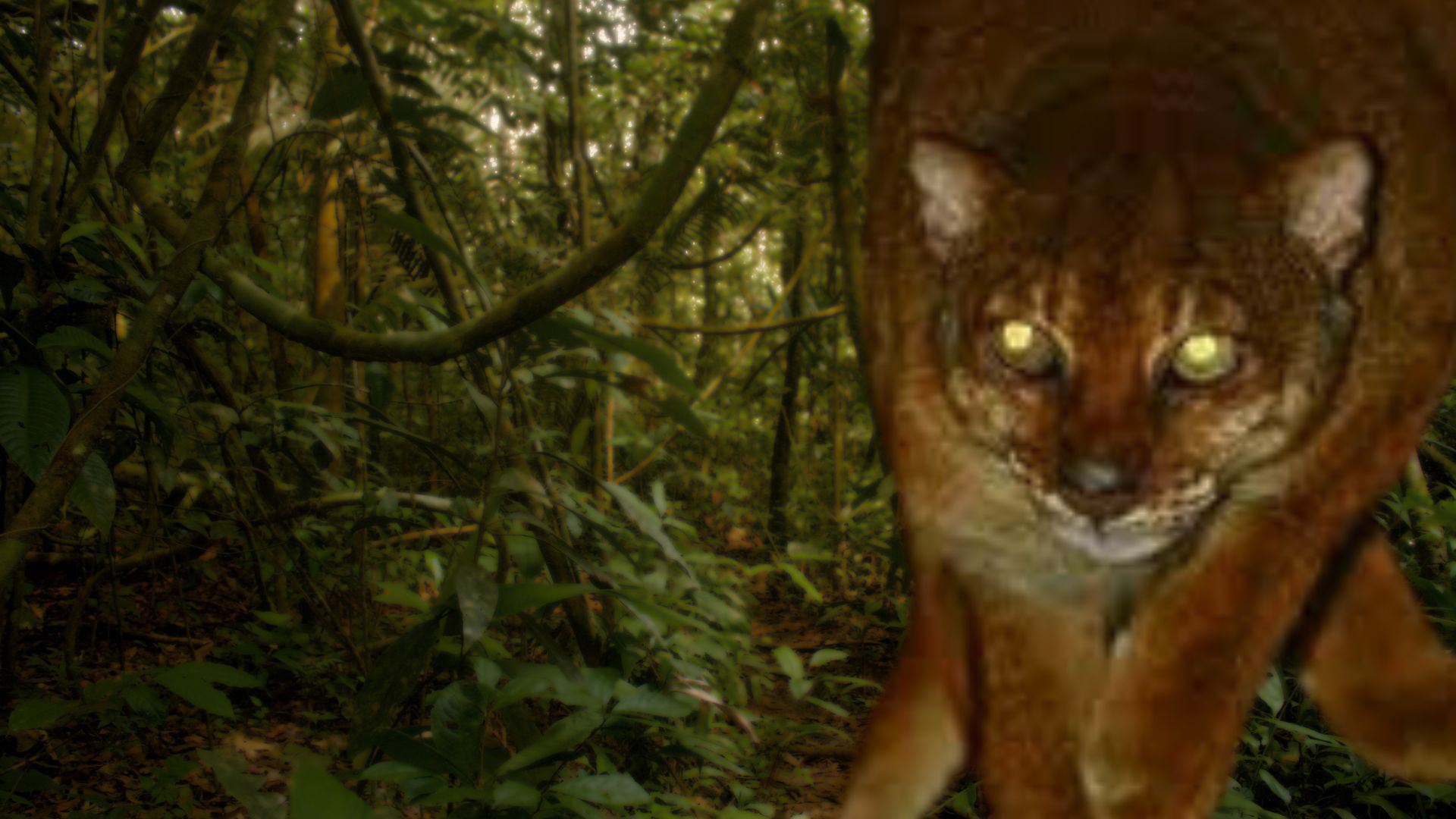 Borneo Bay Cat Catopuma badia