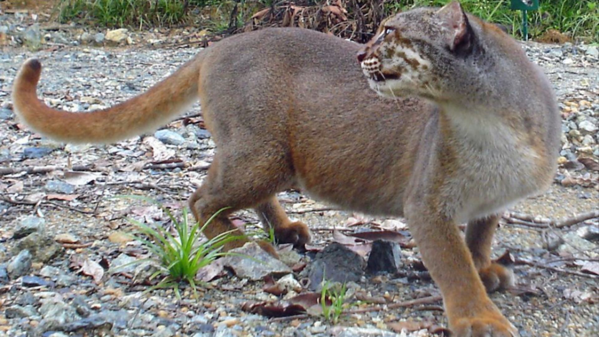 Borneo Bay Cat Catopuma badia