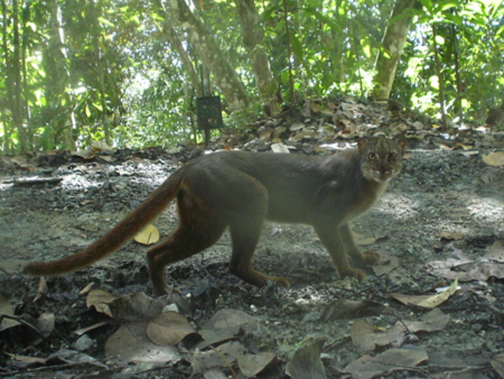 Borneo Bay Cat Pardofelis badia